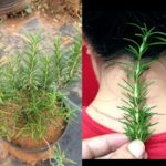 20 Légumes Que Vous Pouvez Regrow à Partir de Reserves