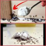 Vous Mangez des Raisins Toute l’Année | Le Processus Que Tout le Monde Ne Connaît Pas | C’est Très Bon !