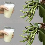 Pourquoi vous ne devriez pas jeter vos vieilles éponges ? Découvrez comment elles peuvent aider votre jardin