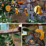 Pourquoi les pointes des feuilles de l’aspidistra deviennent-elles brunes ?