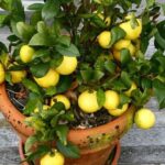 6 Légumes Verts Qui Poussent Bien en Contenants