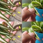 Attirer les Papillons avec un Simple Nourrisseur à Fruits DIY : Les Bénéfices pour Votre Jardin