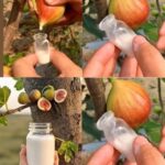 Comment faire pousser un citronnier en pot qui produit réellement des citrons