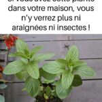 Comment conserver les pommes de terre : 3 astuces pour éviter qu’elles ne germent