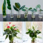 Comment Faire Pousser des Plantes Serpent Illimitées à partir de Feuilles : Méthode Facile et Intéressante !