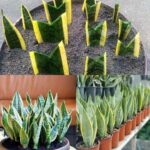 7 Plantes Étonnantes Qui Poussent et Fleurissent dans l’Eau – Pas Besoin de Terre !