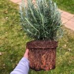 C’est bientôt l’heure ! Sortez et ramassez l’ortie morte pourpre – voici comment l’identifier et des façons géniales de l’utiliser.