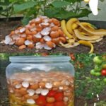 Transformez votre jardin : Engrais puissant et gratuit à base de peaux de banane et de coquilles d’œufs
