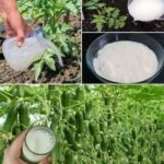 POUDRE DE GRAIN D’AVOCAT