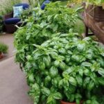 🌿 Mettez du Curcuma sur Vos Plantes et Observez ce Qui Se Passe : Le Remède Secret du Jardinier !