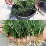 16 Légumes Qui Aiment l’Ombre