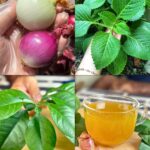 🍯 Sirop Antibiotique Naturel Fait Maison : Votre Remède Incontournable Contre la Toux