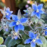 15 Plantes Indispensables Qui Repoussent Naturellement les Nuisibles