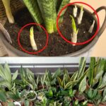 🌿 Guide complet pour cultiver de magnifiques coléus colorés chez soi