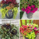 Top 10 des secrets pour faire pousser les plus grandes et les plus belles plantes araignées (Chlorophytum comosum)