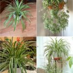 10 Conseils Pour Garder Vos Saintpaulias en Fleurs Toute l’Année