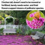 Pourquoi vous devriez TOUJOURS planter des tournesols dans votre jardin
