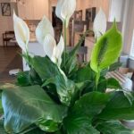 Pourquoi est-il Extrêmement Important de Ne Pas Tirer la Chasse d’Eau Après Chaque Miction ?