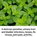 🌶 Poivrons : Comment distinguer les mâles des femelles et leurs usages culinaires