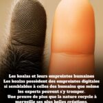 🌶 Poivrons : Comment distinguer les mâles des femelles et leurs usages culinaires