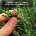 Recette Saine de Betteraves Marinées