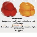 L’Origan : La Plante la Plus Puissante du Monde