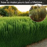 🧡 Dattes : le sucrant naturel aux mille vertus