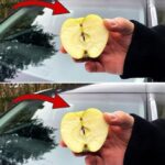 🐨 Les Koalas et Leurs Empreintes Humaines