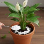 Recette de betteraves marinées saines