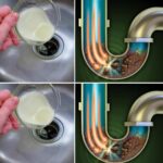 🌿 Je pensais que c’était une corde. Ce que j’ai trouvé dans mon jardin m’a laissé sans voix (et un peu inquiet)