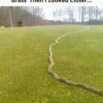 Le Ver Silentieux des Conifères : La Menace Silencieuse pour Vos Arbrespar Rakan Web