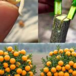 Genévrier : 20 Bienfaits Remarquables et Comment l’Utiliser 🌿