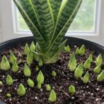 Déverrouiller la floraison : le secret pour des fleurs spectaculaires sur votre cactus de Noël