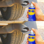 Comment stimuler un sansevieria (plante serpent) pour produire des rejets à l’infini