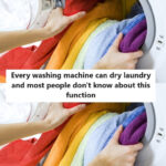 10 Secrets Pour Planter du Gingembre en Pots et Profiter de Récoltes Abondantes