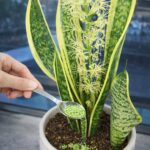 Bague au Pouce : Un Symbole Fort Que Beaucoup Ignorent