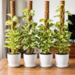 Bouchées fromagères au fromage blanc