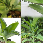 Œufs durs vs œufs frits : lesquels sont meilleurs au petit-déjeuner ?