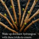 La Boisson Naturelle Qui Débouche les Veines, Élimine les Varices, Améliore la Circulation et Aide à Contrôler le Diabète