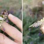 Tisane de romarin : une boisson simple à savourer au quotidien