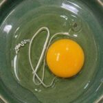 Comprendre la chalaze : pourquoi ce filament blanc dans votre œuf est en réalité un signe de fraîcheur